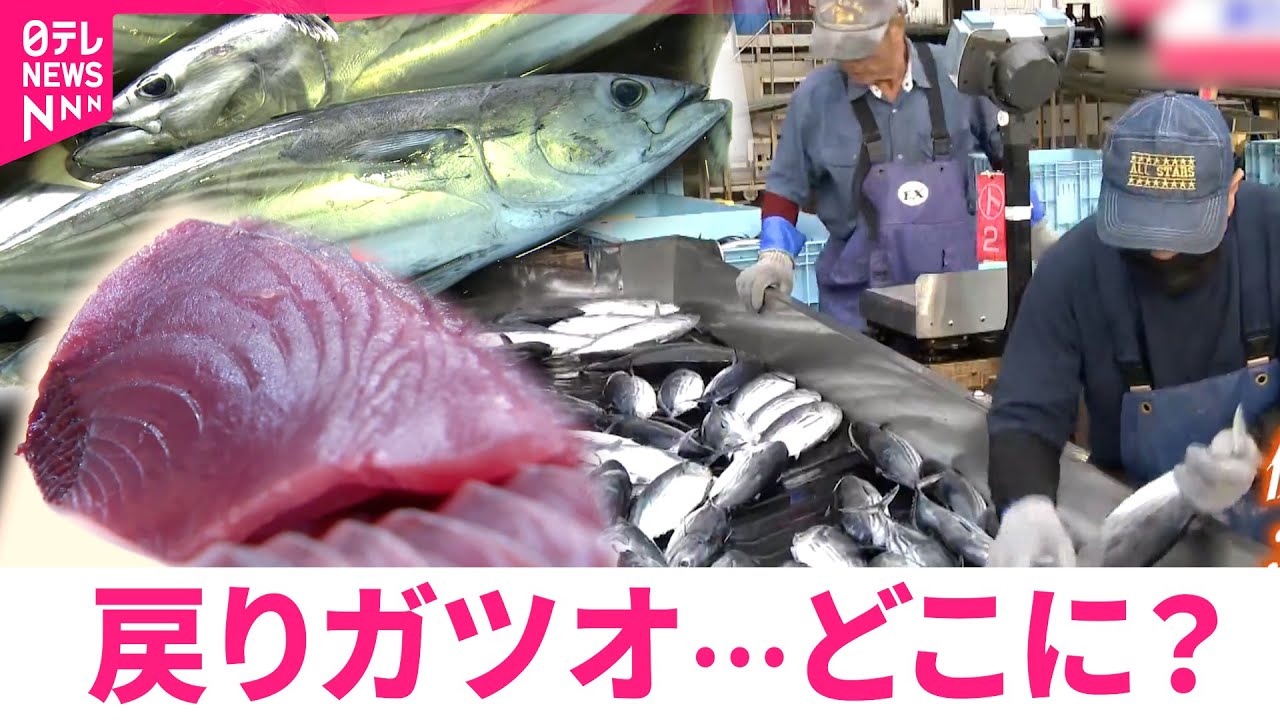 【異変】小型で脂少なく… 