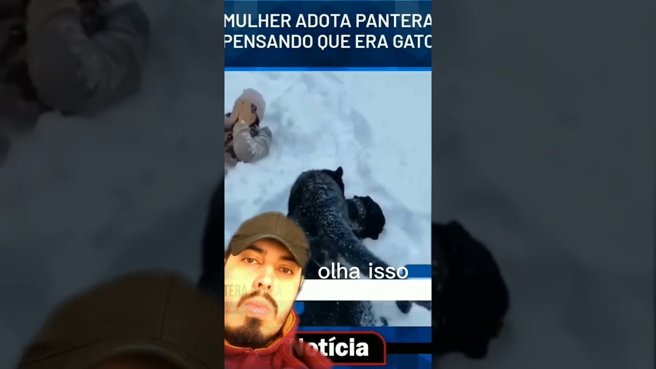 adotaram um tigre negro