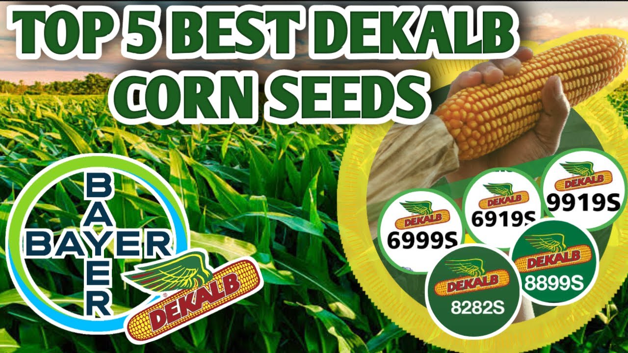 TOP 5 BEST DEKALB CORN SEEDS | Vlog19