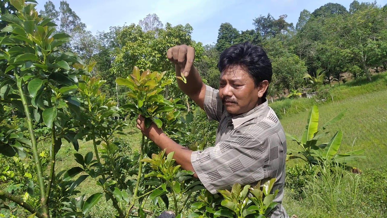 Pruning Alpukat rutin 3 bulan sekali agar subur dan rimbun