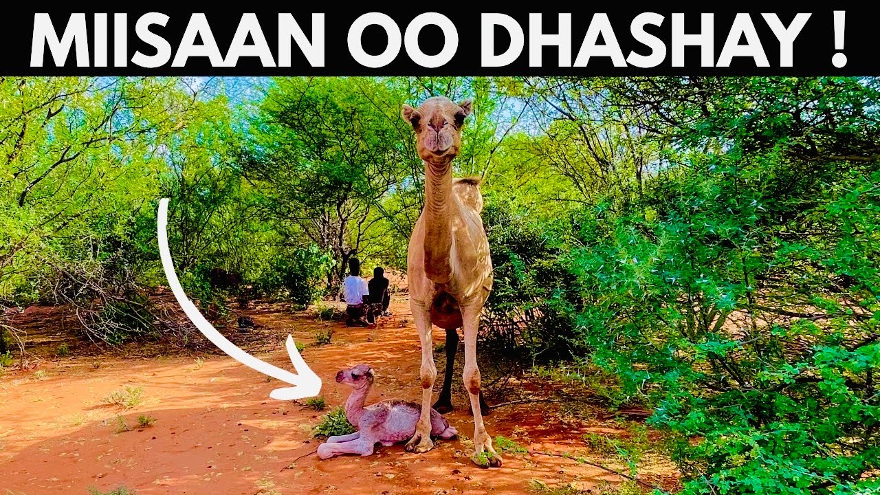 NINKA GEEL U DHALAY GAAJO WAA AY KALA TAGEEN!! || MIISAAN OO DHASHAY.
