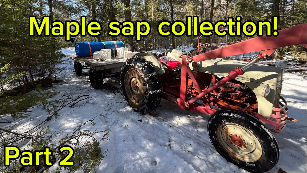 Making Maple Syrup! Part 2: Collection