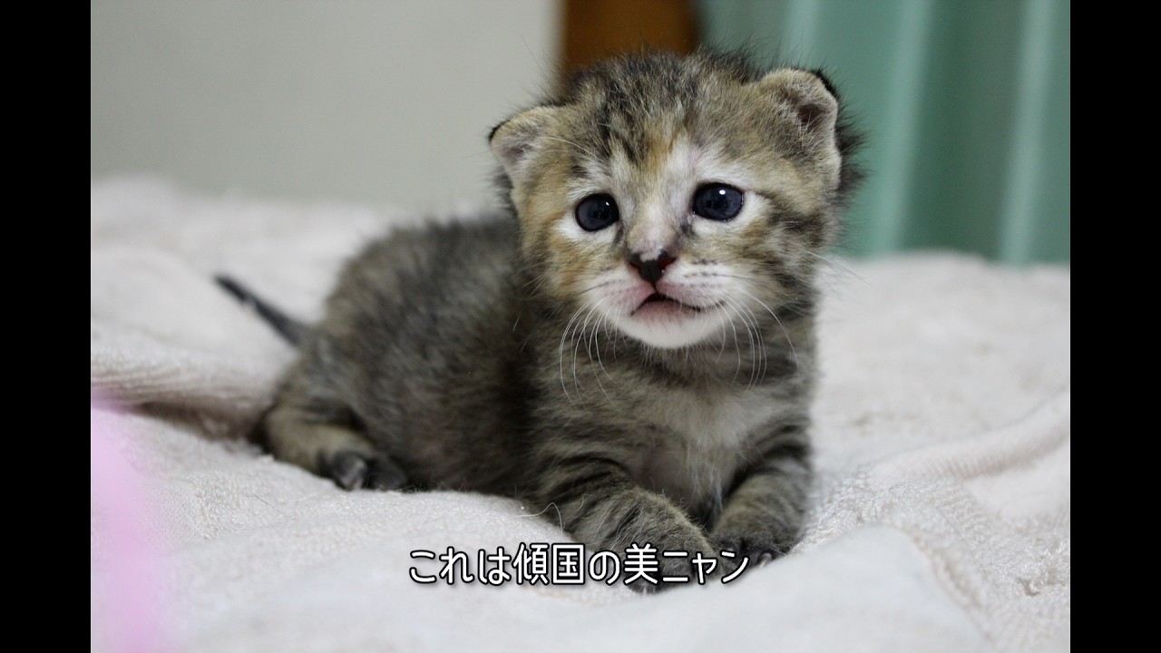 おこげちゃん成長記録：その２🐱