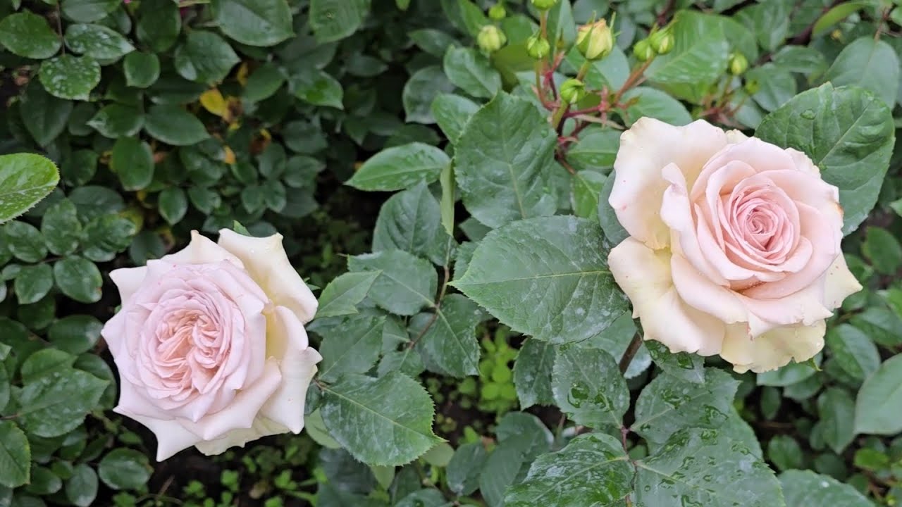 Японские розы - начало! 🌹🌹🌹
