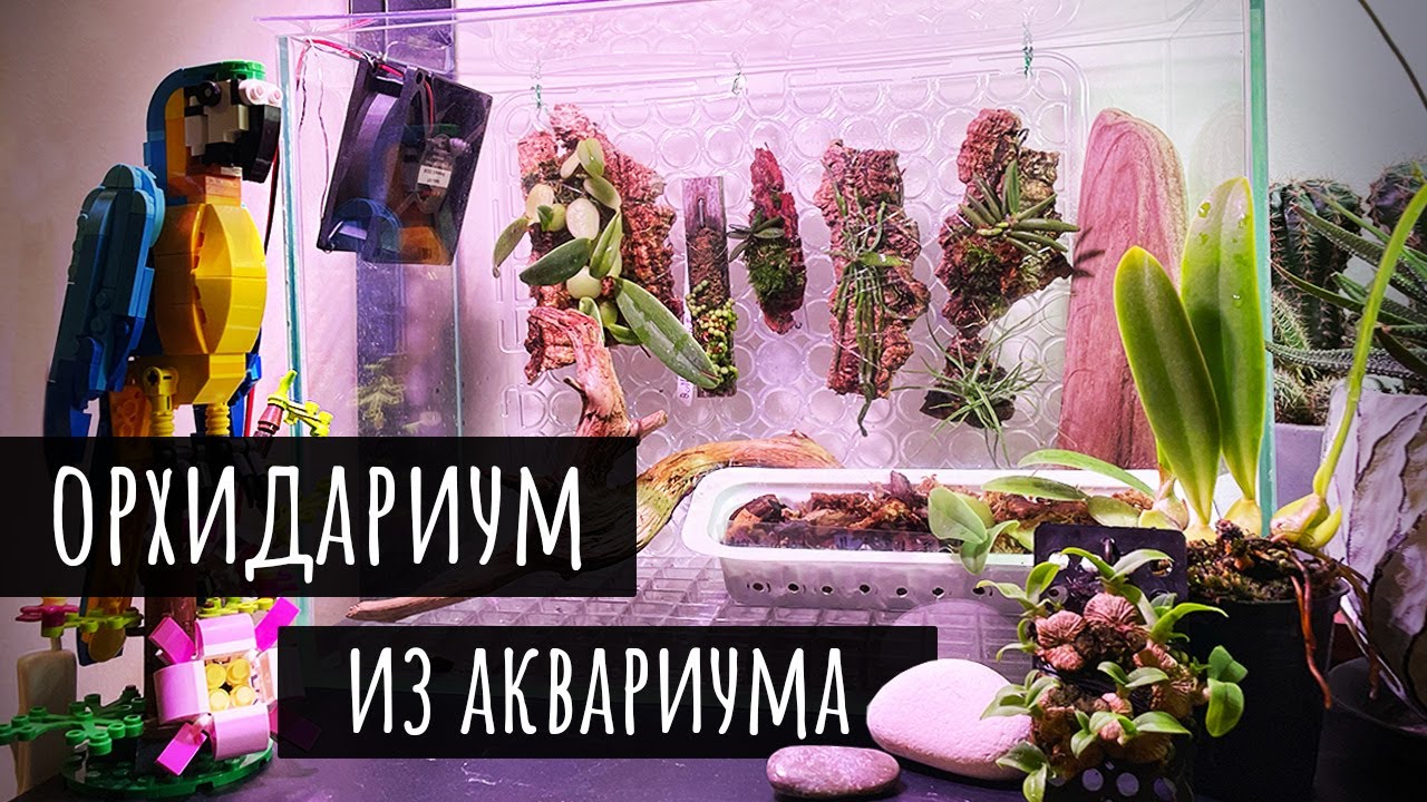 Обзор мини-ОРХИДАРИУМА из аквариума