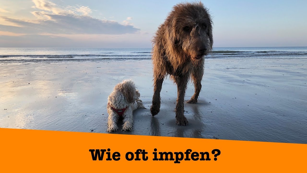 Wie oft sollte ich meinen Hund impfen? Die klare Antwort