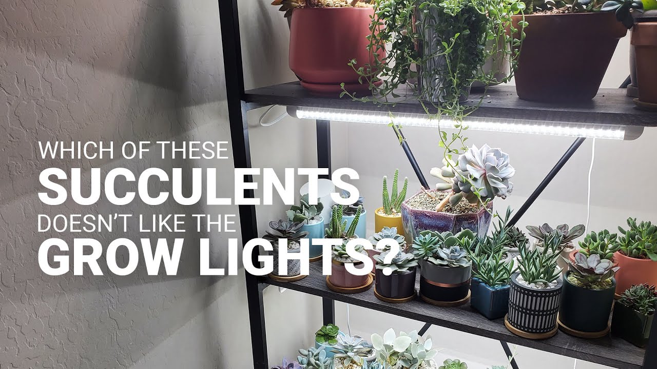 How to ensure your grow lights help your succulents