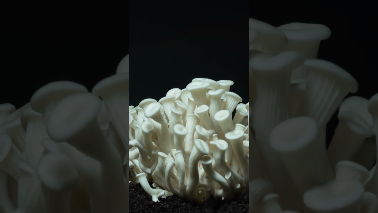 Growing Oyster Mushrooms Rising Time Lapse #timelapse #mushroom #oyster