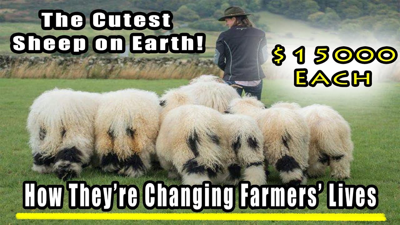 Why Valais Blacknose Sheep Are the Ultimate Investment for Farmers Worldwide