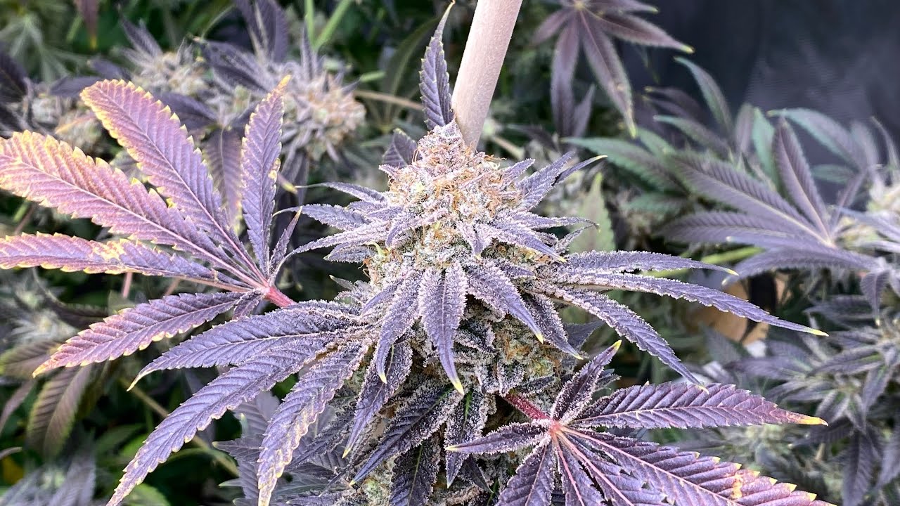 Optic Slim 600H & 500S- Flowering & Harvest Results  - Update 12 -Baked Cake, Baby Yoda, Fiery Mango