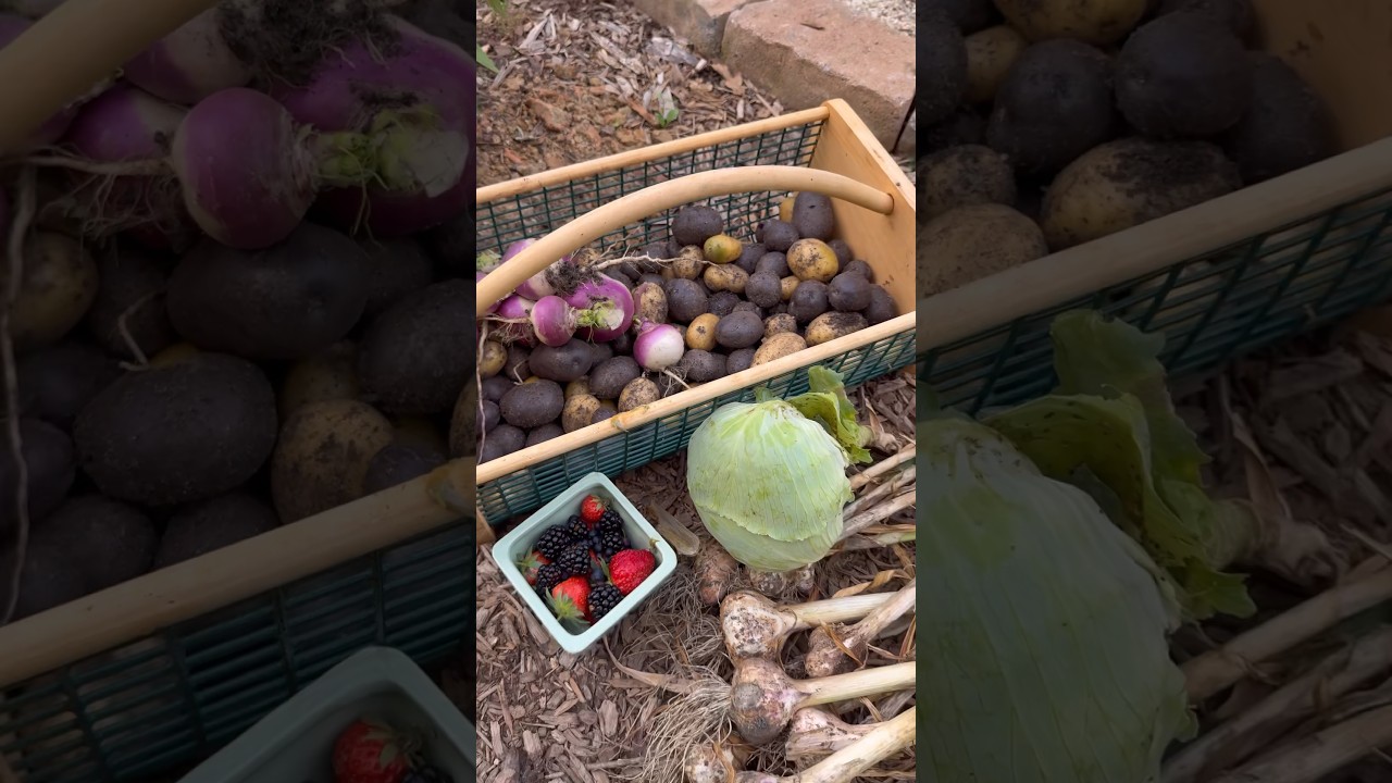 Garden harvest 💚 #gardenharvest #harvesting #garlicharvest #potatoharvest #vegetablegardening