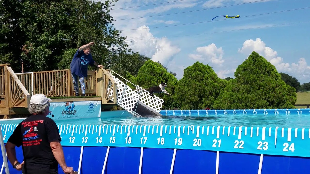 Pulse - 1st Boston Terrier Dock Elite title