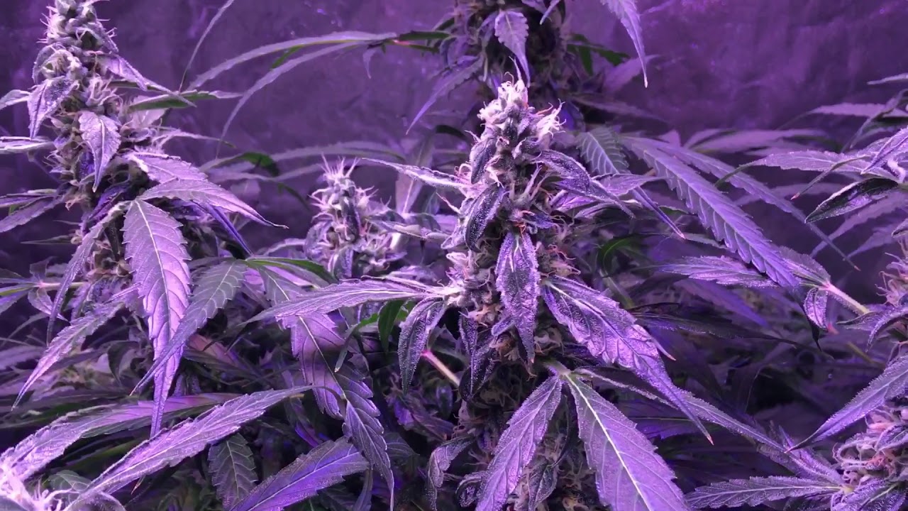 Autoflower Grow day 76. Colorado Cookies, Jack Herer and Red Poison