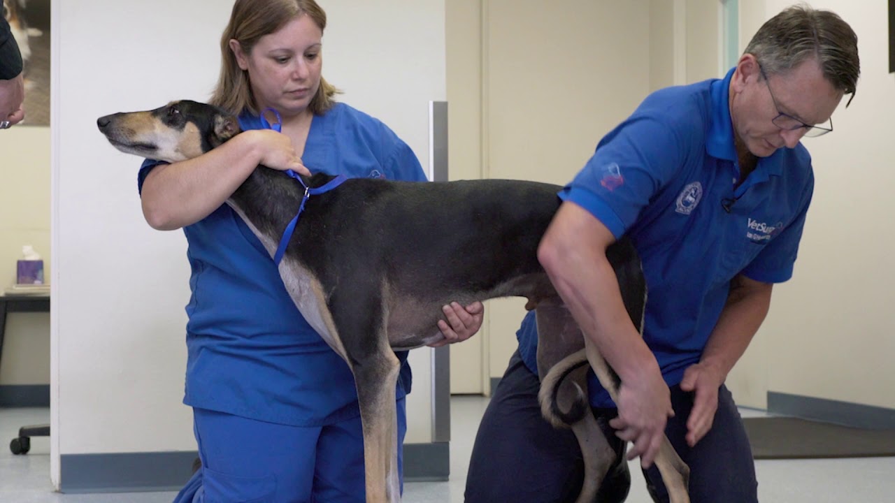 VetSurg Orthopedic Complete Exam