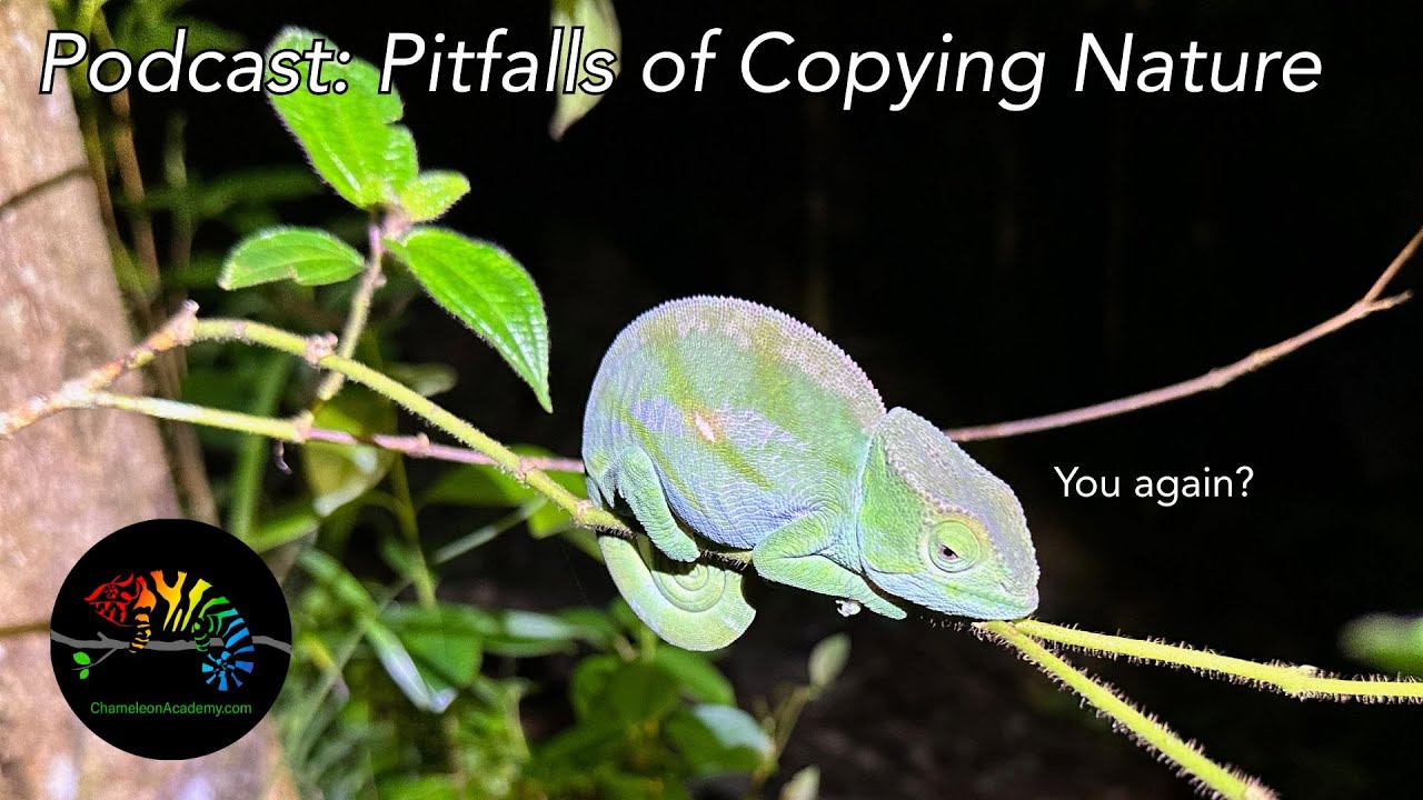 Pitfalls of Copying Nature for Chameleon Husbandry