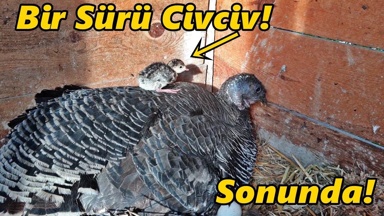 Beklenen An Geldi!-/CivCivler Çıktı!-/#Gurk#Hindi#Horoz#Tavuk#Civciv