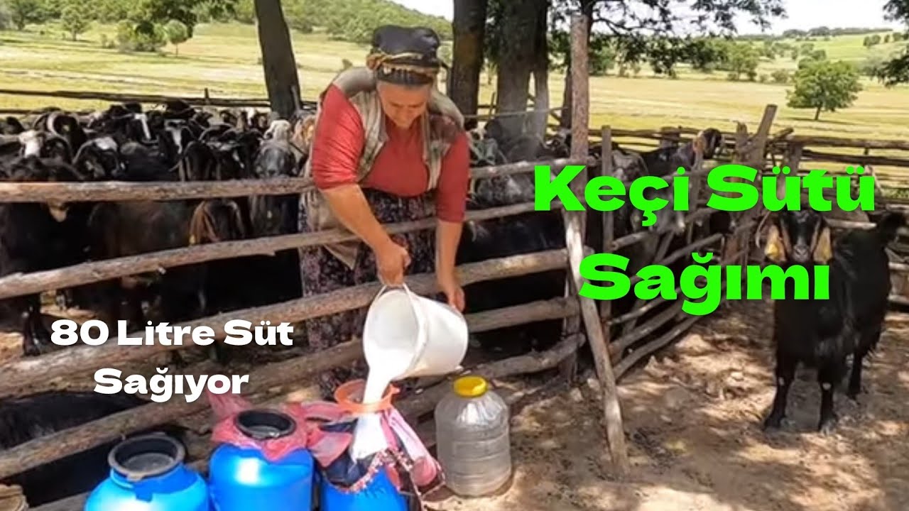 100 Keçiden Ne Kadar Kazanıyor - Keçi sütü Sağımı - Keçi koyun kışlası #hayvancılık #keçisütü