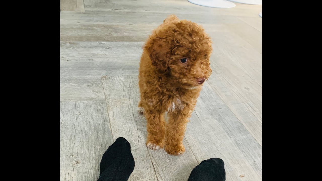 Playing Fetch with my Toy Poodle Puppy