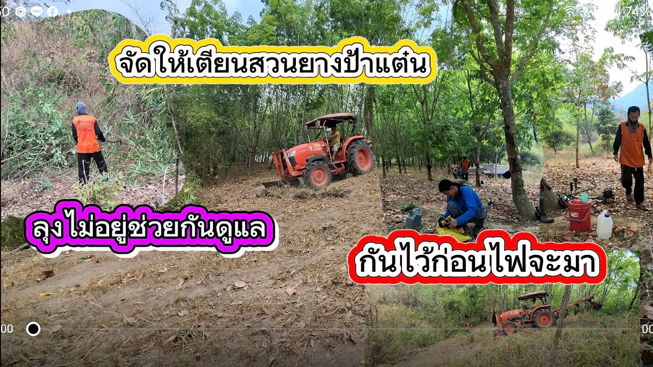 ลุงพลไม่อยู่3หนุ่มรีบทำสิ่งนี้ก่อนไฟจะมาที่สวนยางป้าแต๋น