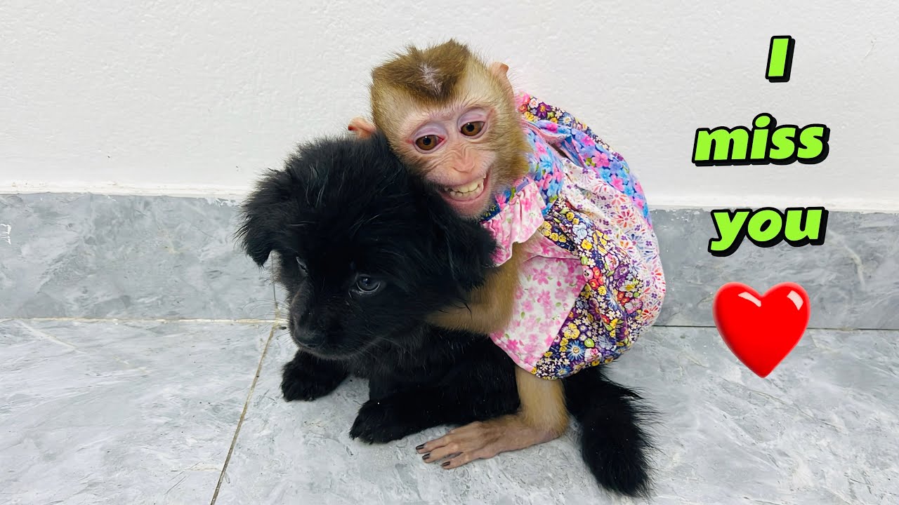 so touching! Diana monkey's tears of happiness when Mina dog returns