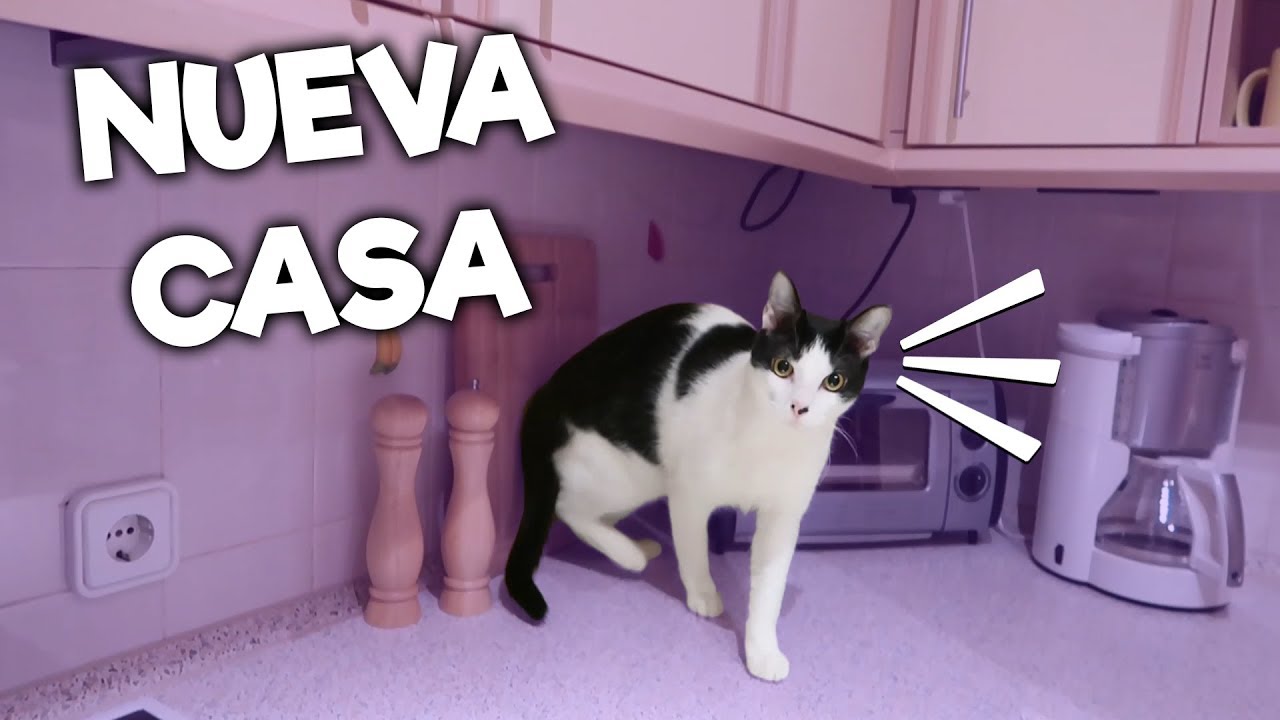 NUESTRO GATO DESCUBRE LA NUEVA CASA POR PRIMERA VEZ