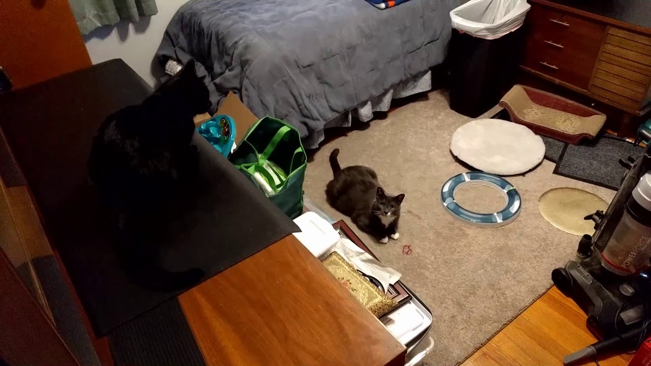 Which Cat Will Make the First Move?