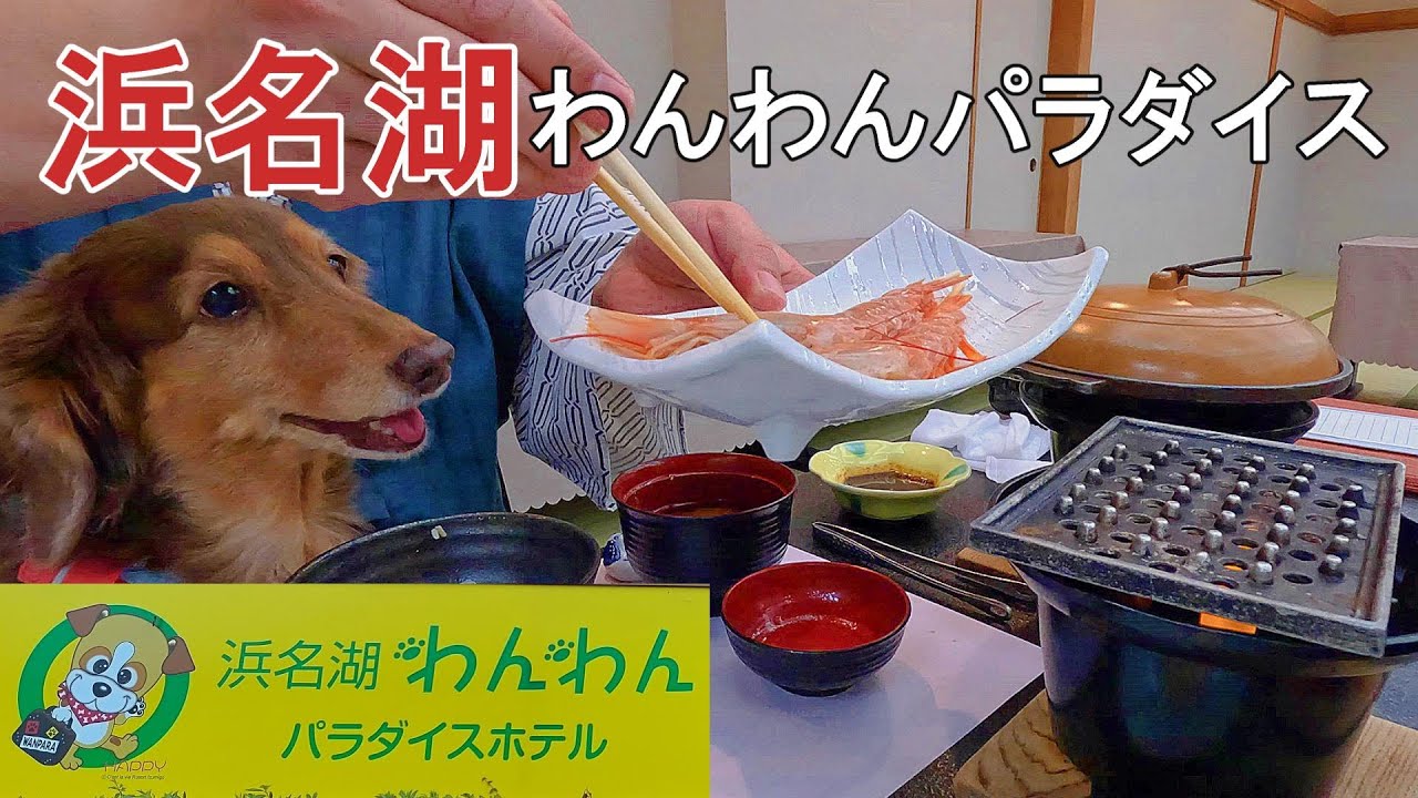 浜名湖わんわんパラダイスホテルへ泊まったら、いつも以上に楽しくて身を乗り出しちゃうミニチュアダックスのニムちゃんでした