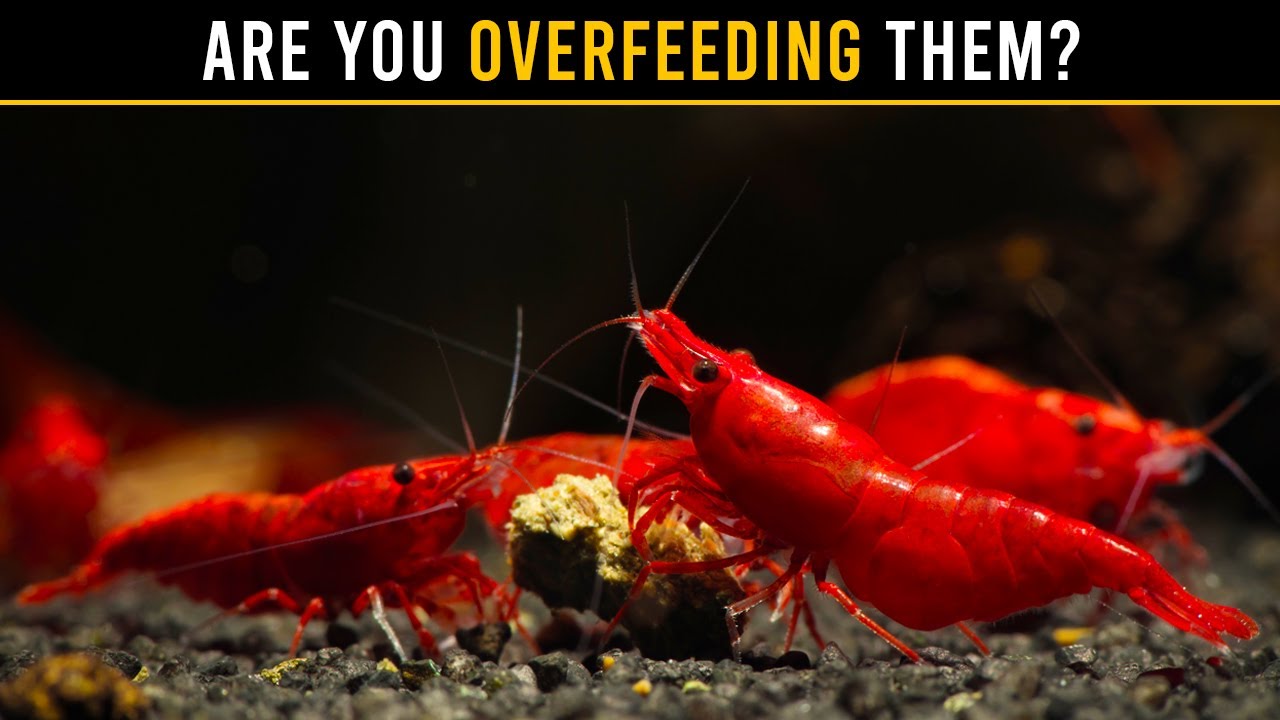 Your Shrimp DON'T Need As Much Food As You Think — Here’s Why!