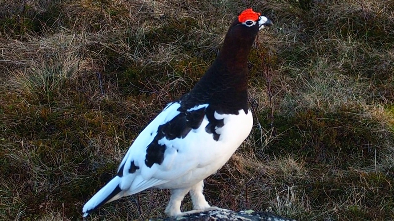 Riekko (Lagopus lagopus; Willow Ptarmigan)