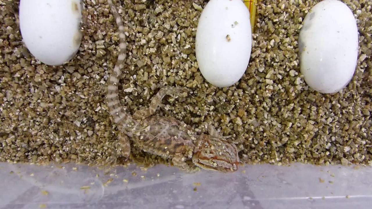 Młode agamki  - 1 dzień klucie