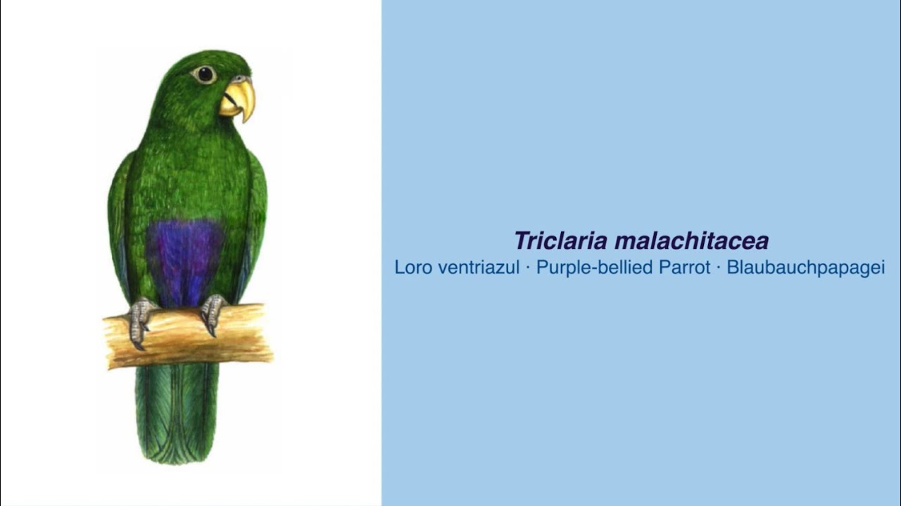 Video Encyclopedia of Parrot Species - #326 Triclaria malachitacea