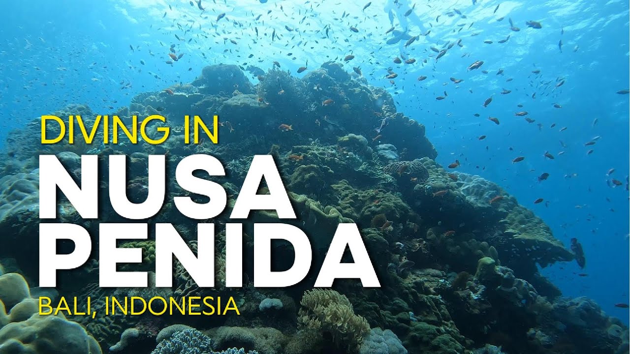 Nusa Penida Diving Adventure | Manta Point, Crystal Bay & Mangrove Reef &ndash; Bali