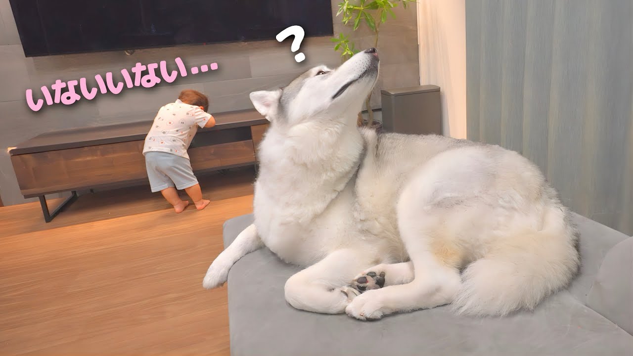 隠れたつもりの１歳児を真剣に探してあげる愛犬の対応力が凄すぎました・・・