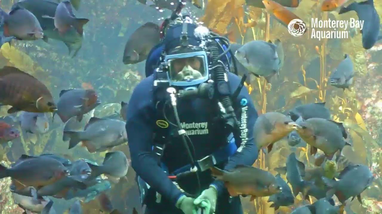 Live Dive In The Kelp Forest To Feed The Sharks And Fishes! | The Aquarium From Home