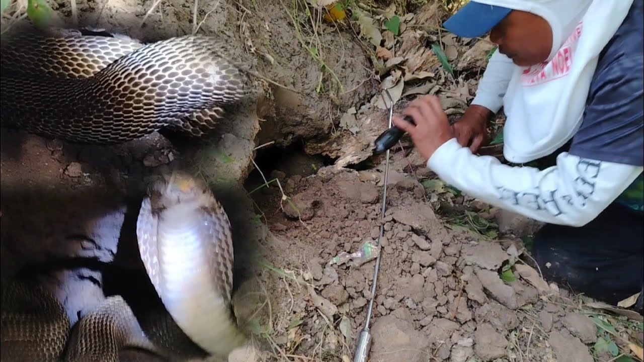 Malaking cobra sa buhay na punso na umuubos ng mga alagang manok