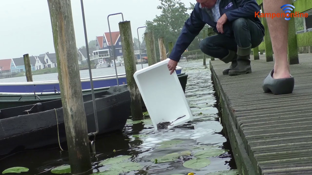 Palinguitzet Ganzendiep 2018