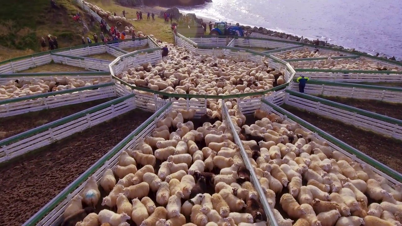 Annual Sheep Roundup