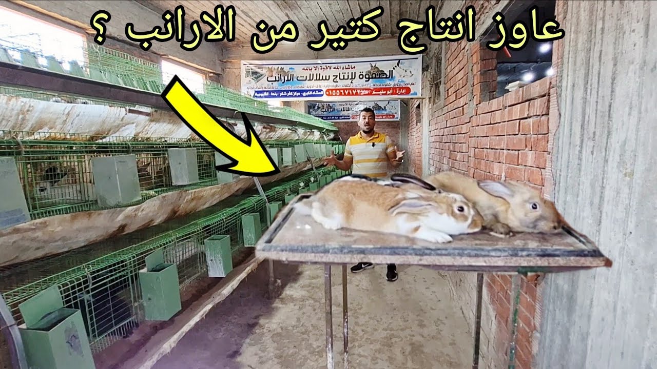 من النهردا هتظبط خصوبه وتحويل مزرعه الارانب بتاعتك 