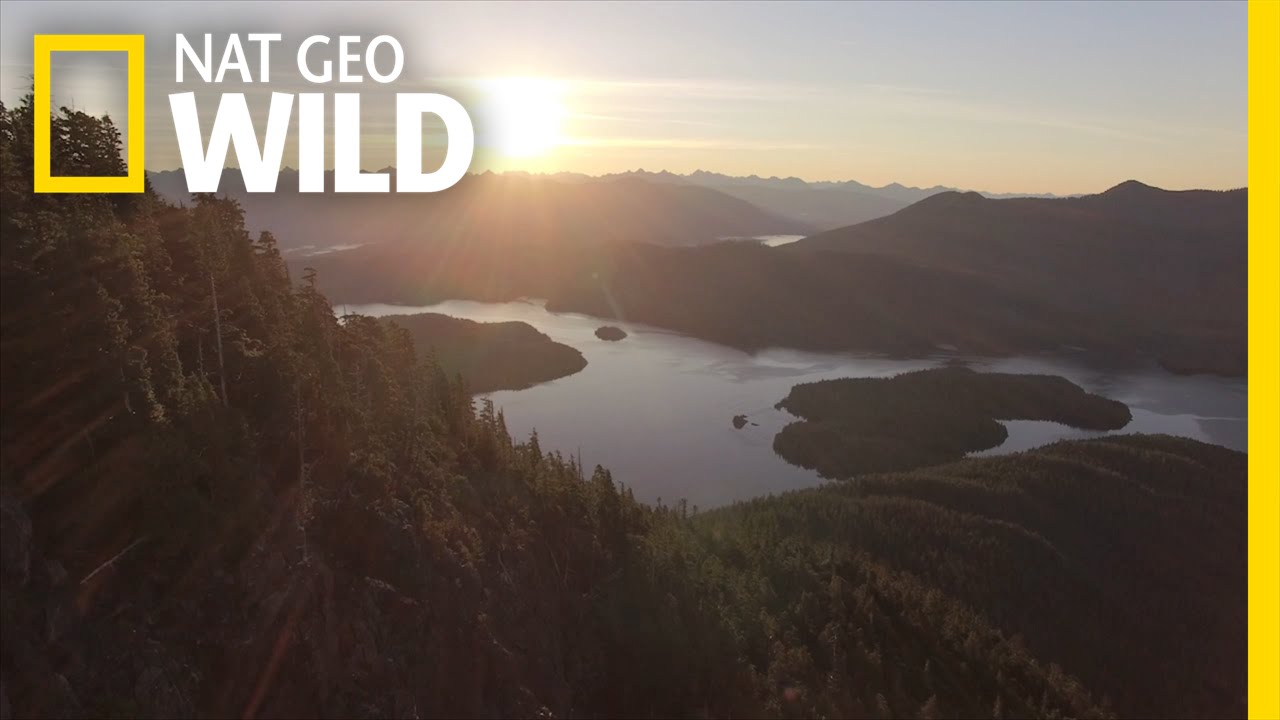 Vancouver Island: A Wild World Within Your Reach | wild_life with bertie gregory
