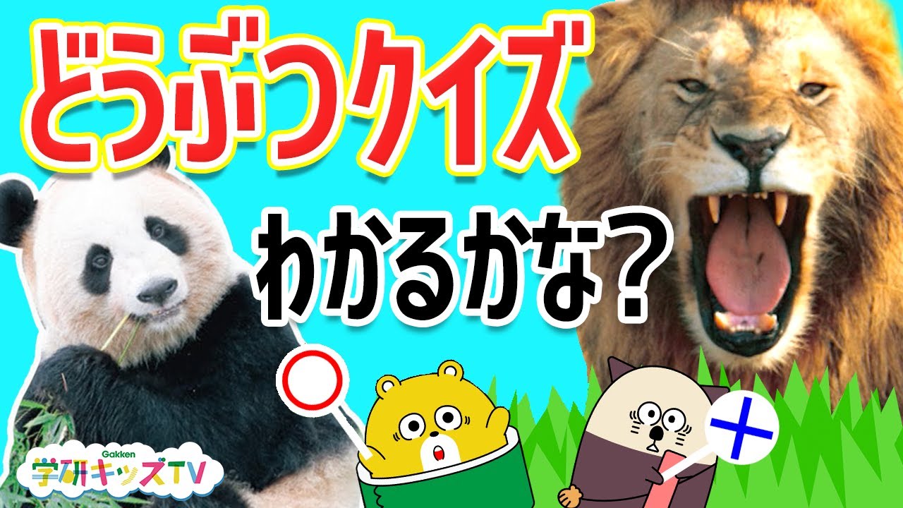 どうぶつクイズ対決！赤ちゃんコアラがうんちを食べちゃう！？ パンダのしっぽは何色？ライオンのたてがみは？動物大集合|寸劇・親子向け知育教育|学研キッズTV