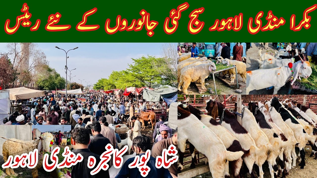 Lahore Bakra Mandi, Bakra Mandi Pakistan, Shahpur Kanjra Mandi Lahore 2026, Mandi Update, Mr Phirtu