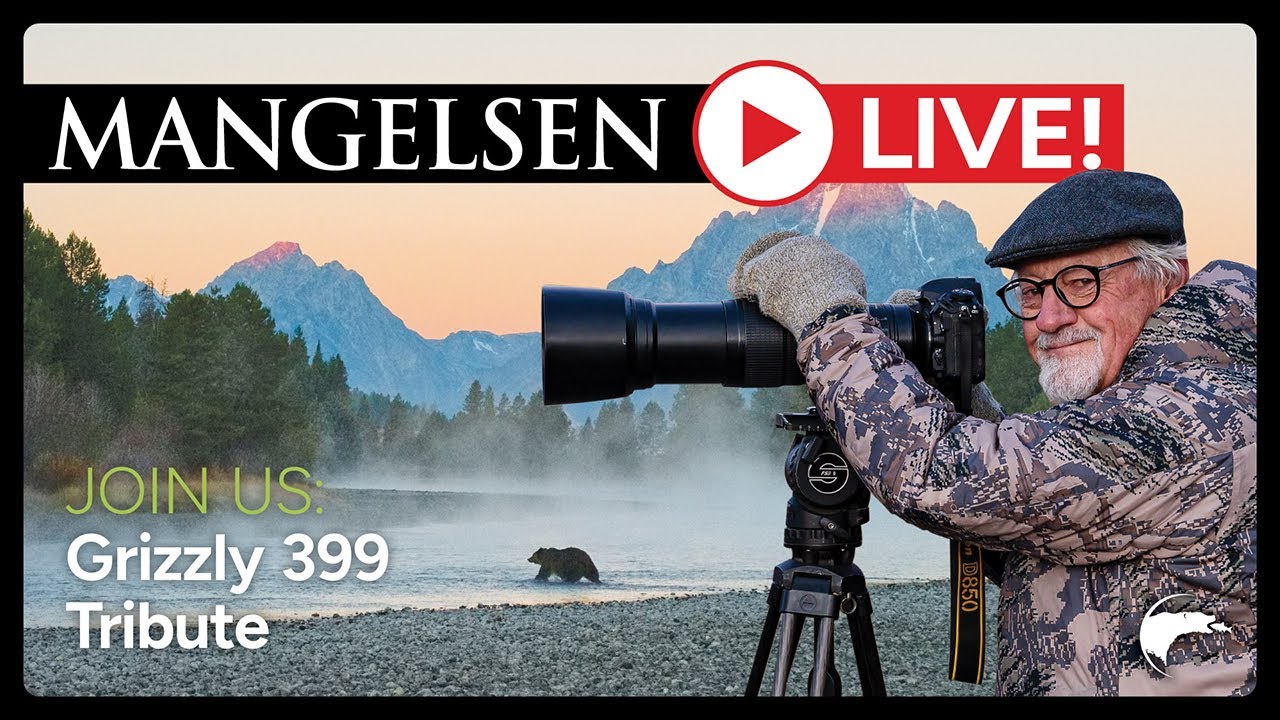 Mangelsen Live! Tribute to Grizzly 399
