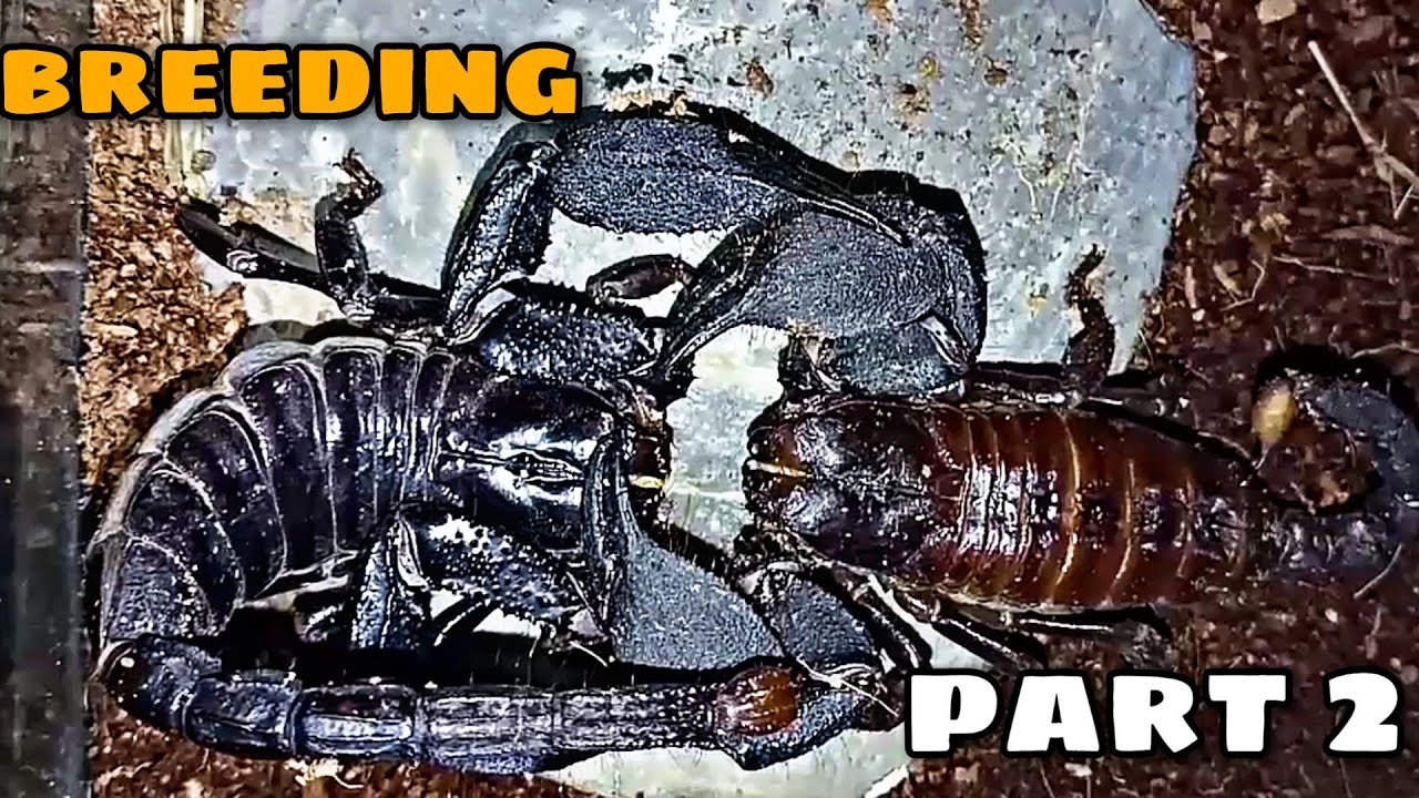 HETEROMETRUS MYSORENSIS MATING part2 | TARASCORP TV