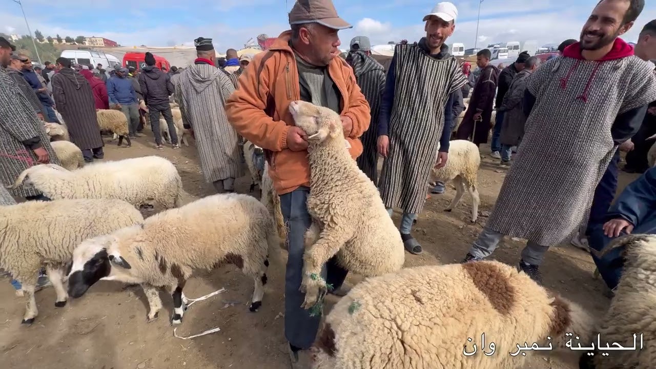 ثمن حولي صغير وكبير فسوق أربعاء تيسة اقليم تاونات 26/02/2025