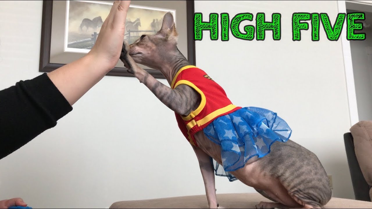 Unlocking the Power of Clicker Training: A Guide with Rue the Sphynx Cat