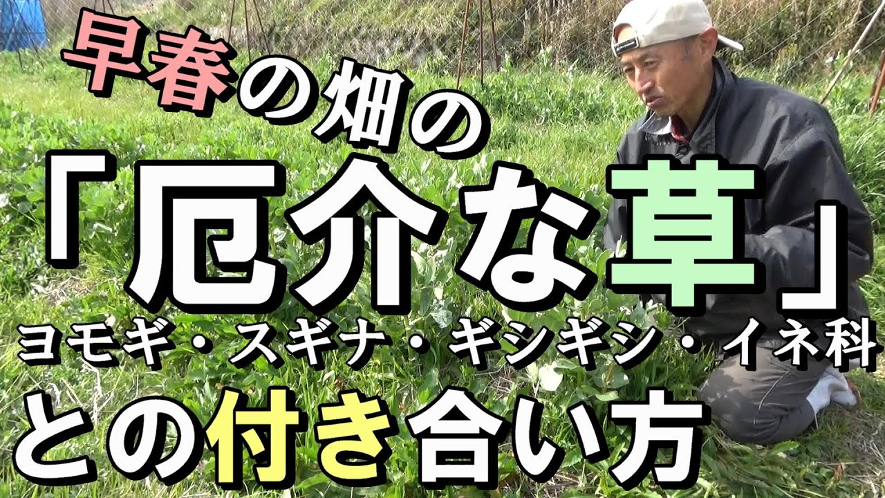 [自然農] 「厄介な草」(ヨモギ・スギナ・ギシギシ・イネ科）と言われている草との付き合い方　2021年2月27日 [natural farming]