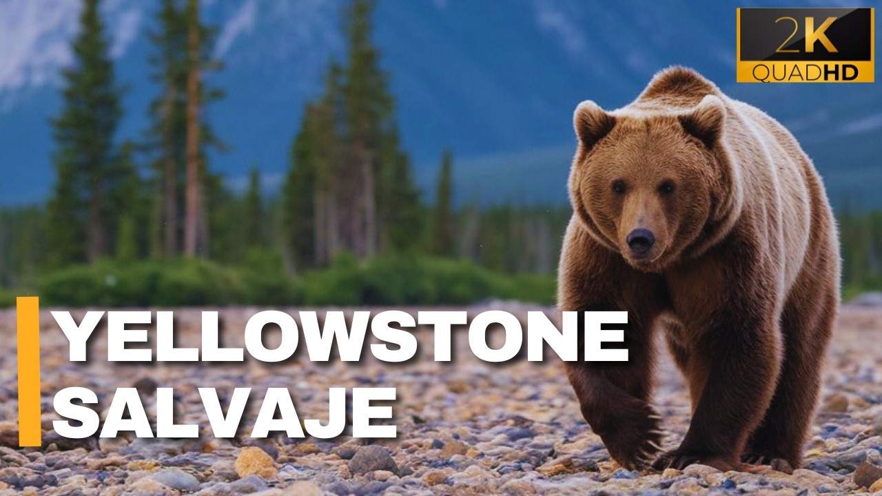 YELLOWSTONE SALVAJE | Un Viaje al Reino Animal de Am&eacute;rica - Documental
