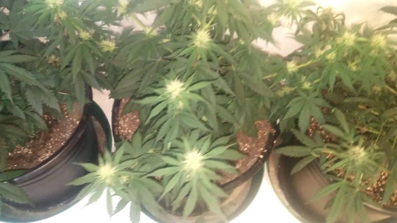 Fastbuds Fastberry - Day 36!