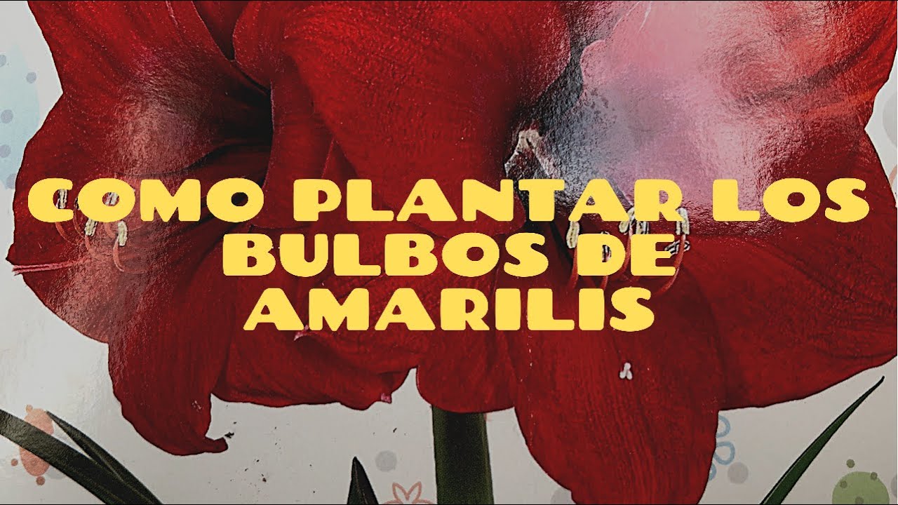 Como plantar los bulbos de amarilis y sus cuidados.