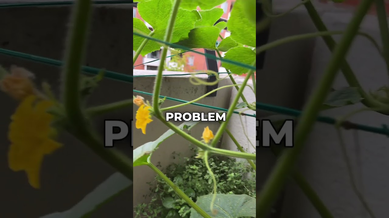 No Cucumber Only Flowers - Growing Cucumber Problem